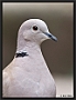 Turkse Tortel, Eurasian Collared Dove, Streptopelia decaocto Location: Gran Canaria, Spain turkse tortel MG 0289 kopie